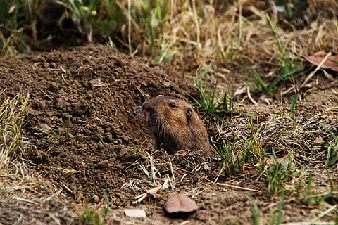 Gopher, Dirt, Rodent, Hole, Animal, looking, watching, nature HD wallpaper