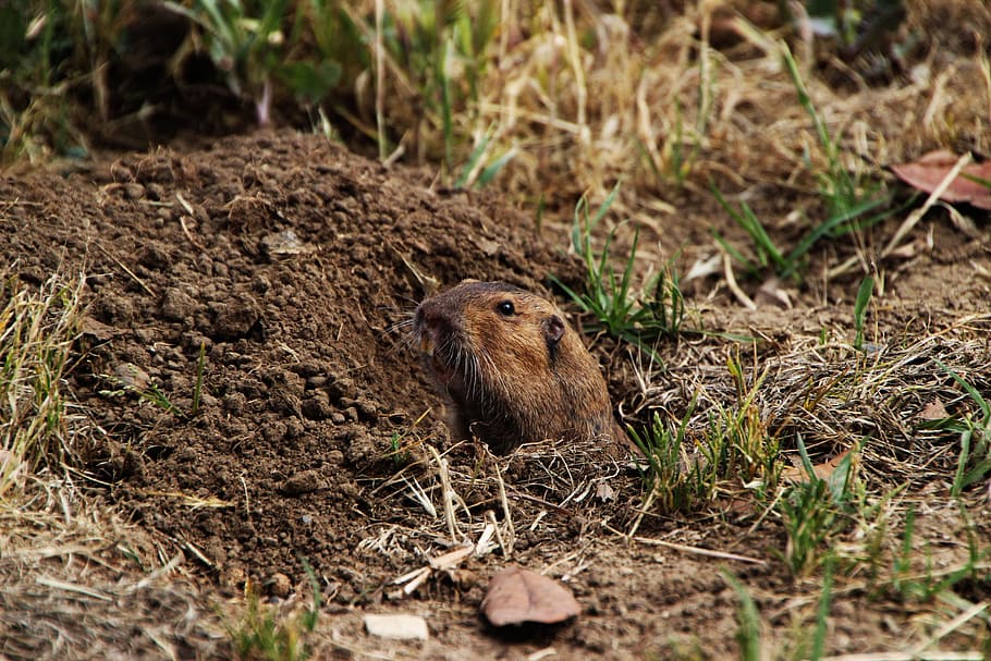 Gopher, Dirt, Rodent, Hole, Animal, looking, watching, nature HD wallpaper