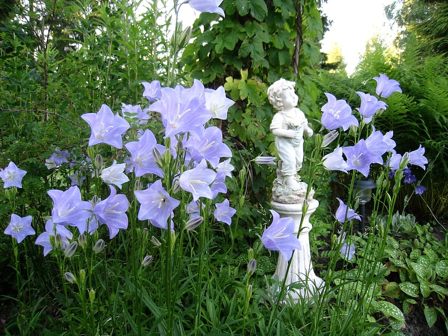 purple petaled flowers near concrete statuete, boy, pidestal HD wallpaper