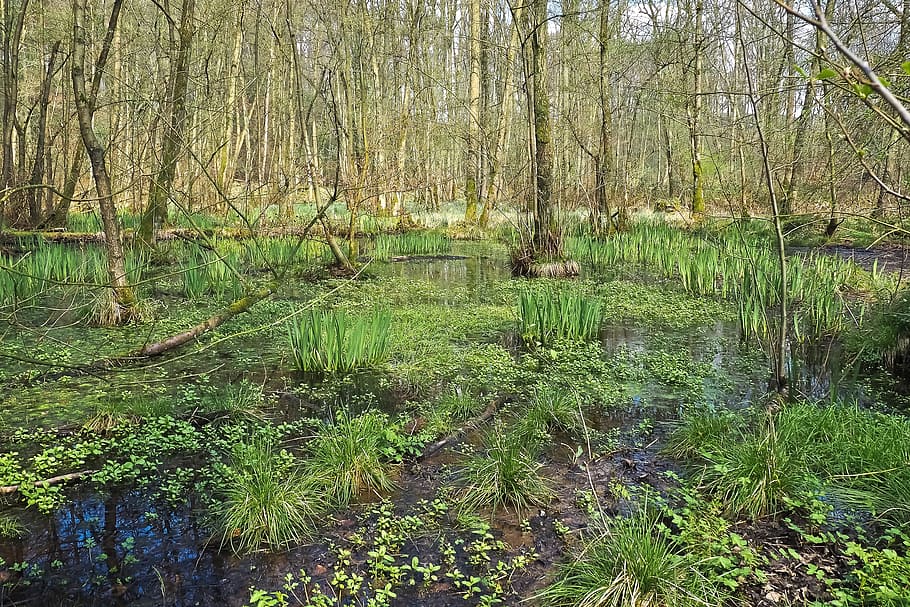 Landscape, Swamp, Marsh, Trees, bare branches, mood, relax HD wallpaper