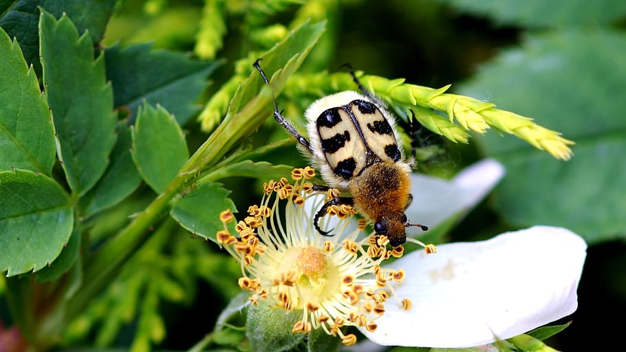 nature, insect, outdoor, leaf, animal themes, flower, invertebrate HD wallpaper