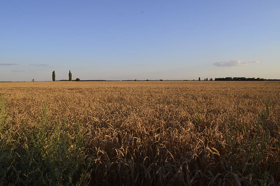 field, wheat, nature, summer, kolos, sky, wheat ripens, agriculture, HD wallpaper