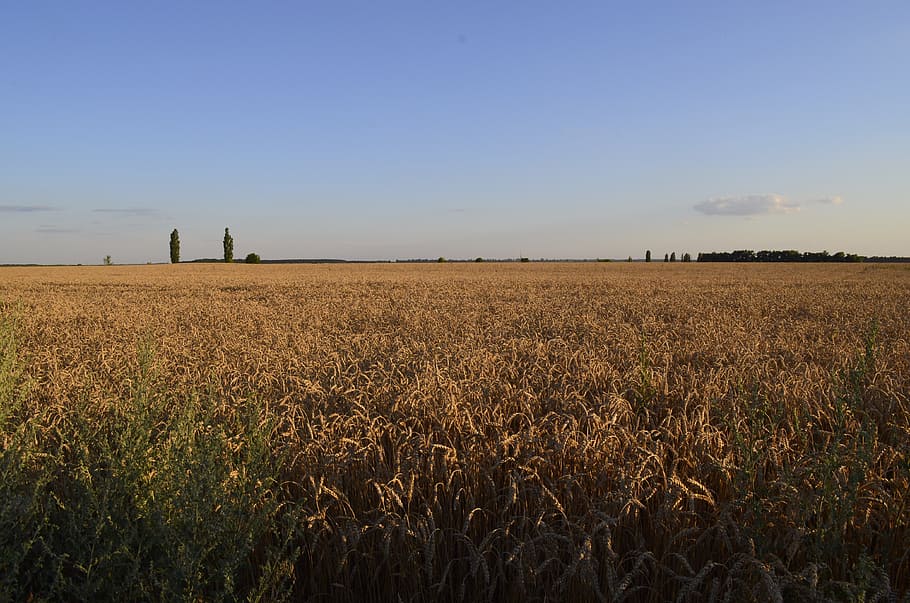 field, wheat, nature, summer, kolos, sky, wheat ripens, agriculture HD wallpaper