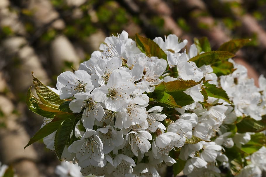 spring, apple blossom, nature, apple tree, bloom, apple tree blossom HD wallpaper