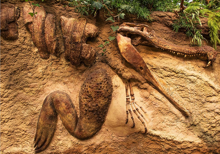 fossil, sandstone, ancient, crocodile, dinosaur, fossilized, HD wallpaper