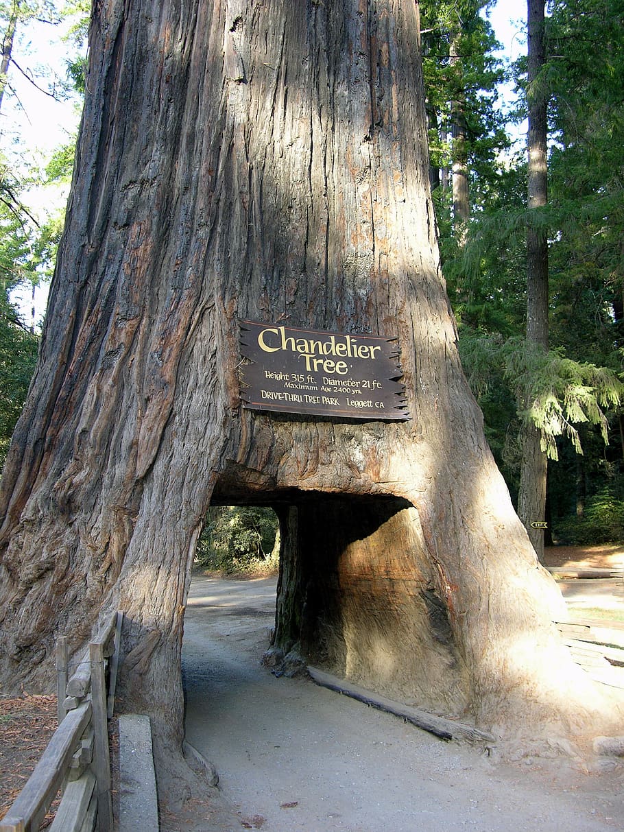 drive throught tree, natural, landscape, sign, plant, tree trunk HD wallpaper