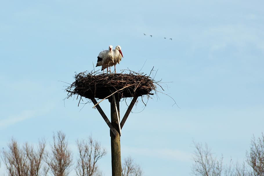 Stork, Nest, Bird, animal wildlife, one animal, animals in the wild HD wallpaper