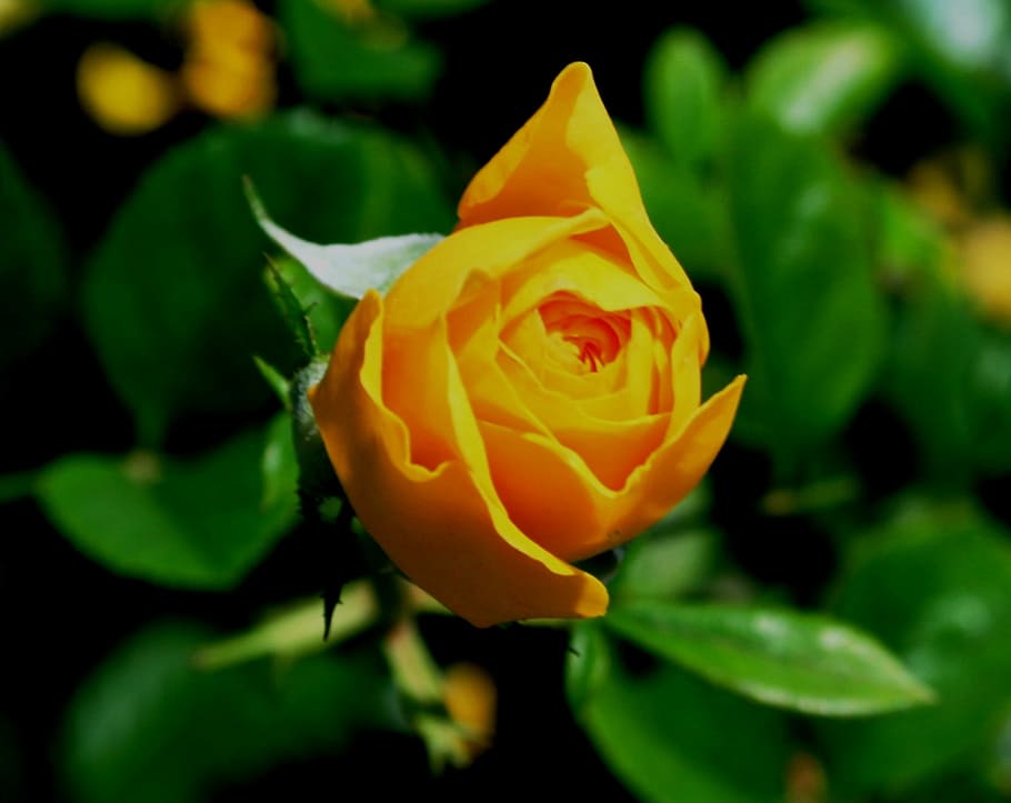 Flower, Bloom, Petals, Soft, bud, rose, egg-shaped, old-fashioned HD wallpaper