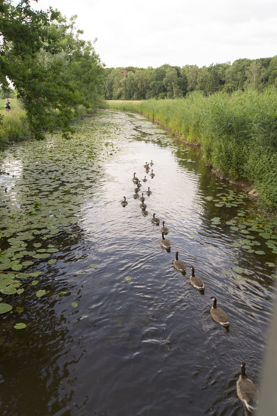 geese, river, nature, column, bird, water, animal, animal wildlife HD wallpaper