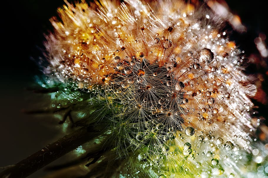 Dandelion seed with water drops, dewdrop, flower, close, nature HD wallpaper