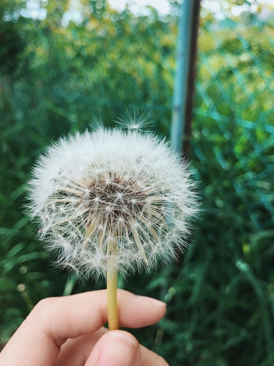 Person Holding Dandelion Flower At Daytime, bloom, blossom, flora HD wallpaper