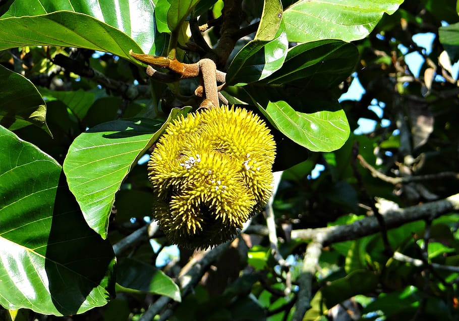 wild jack, jungle jack, tree, fruit, artocarpus hirsutus, aini HD wallpaper