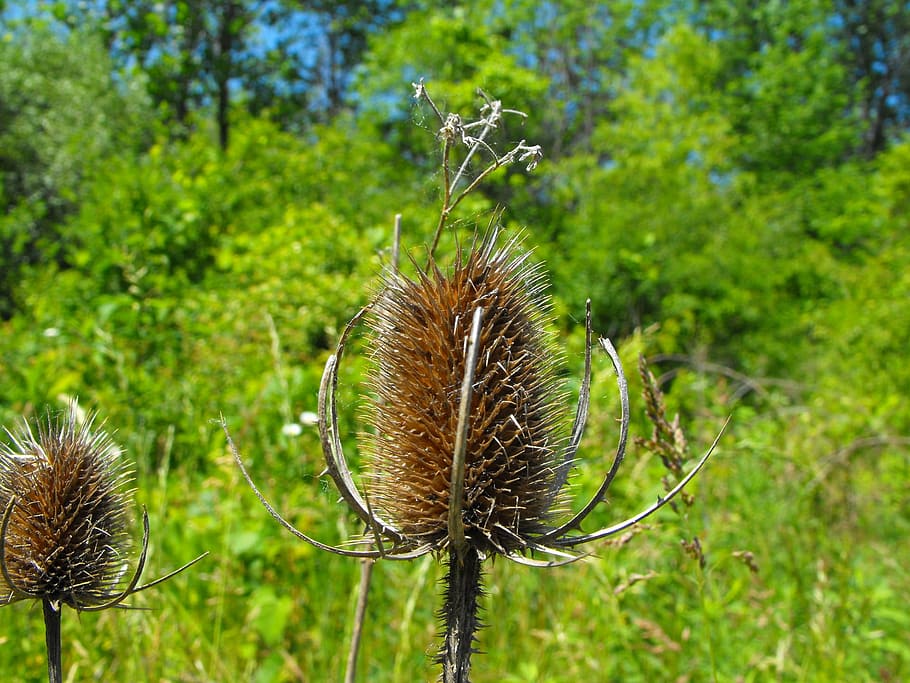 Weed, Dried, Spiky, Dead, Plant, Sharp, seed, brown, flower HD wallpaper