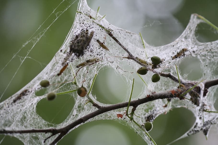 spider, network, web, nature, life, spider's nest, insect, plant HD wallpaper