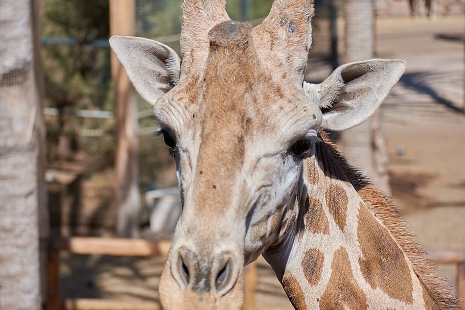 giraffe, head, large, zoo, animal, africa, spotted, standing HD wallpaper