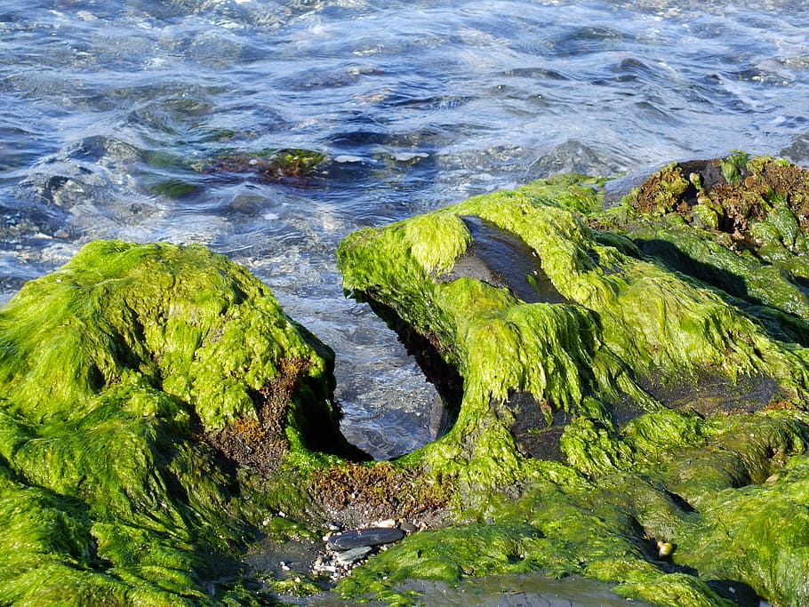 Sea, Beach, Beach, Erosion, Algae, one animal, water, no people HD wallpaper