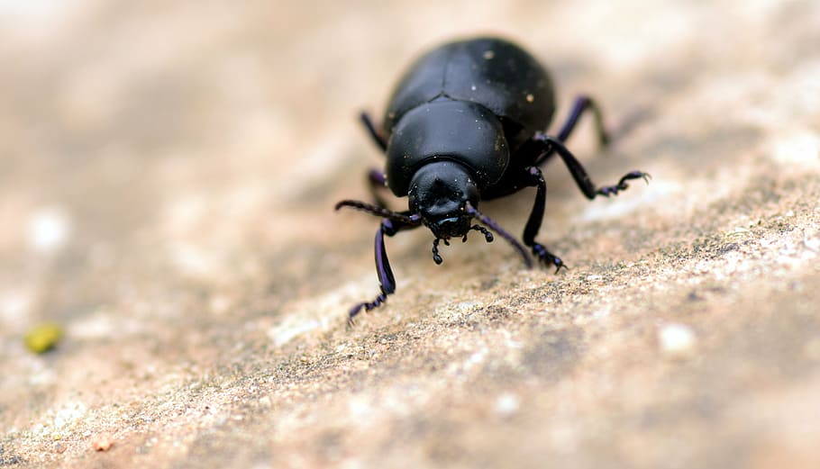 beetle, black, insect, animal, nature, close, macro, crawl, HD wallpaper