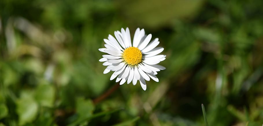 flower, blossom, bloom, daisy, white, pointed flower, garden HD wallpaper