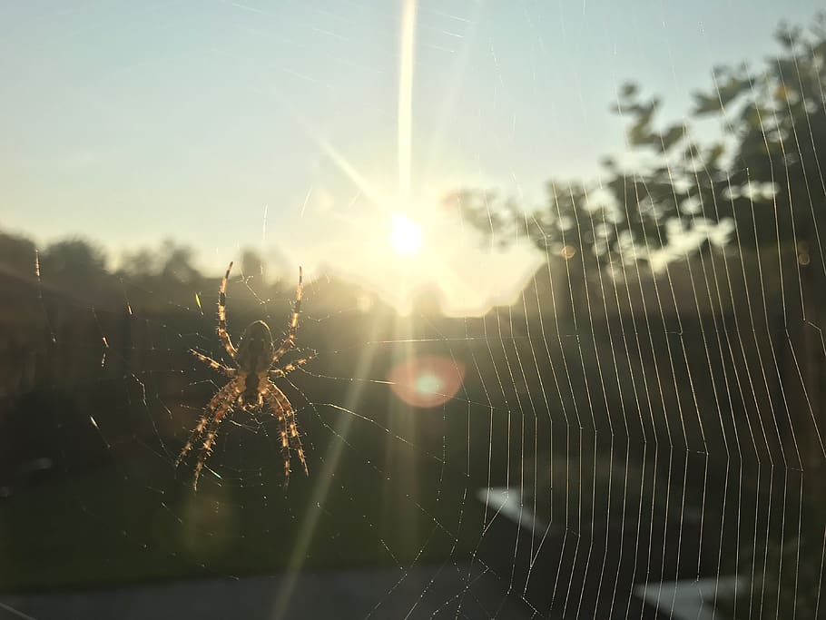spin, spider web, spiders, cobweb, fragility, arachnid, focus on foreground HD wallpaper