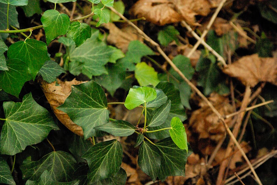 ivy, leaves, forest, leaf, nature, autumn, season, plant, backgrounds, HD wallpaper