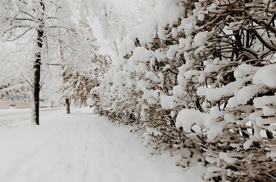 photography of plants and trees coated with snow, snow cap trees HD wallpaper
