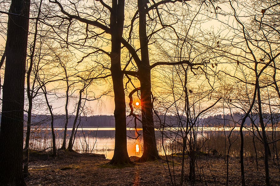 waters, nature, dawn, sunset, tree, plant, tranquility, bare tree HD wallpaper
