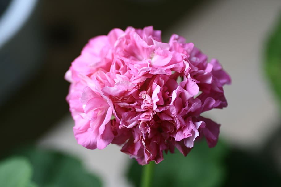geranium, flowers, flowering plant, freshness, close-up, beauty in nature HD wallpaper