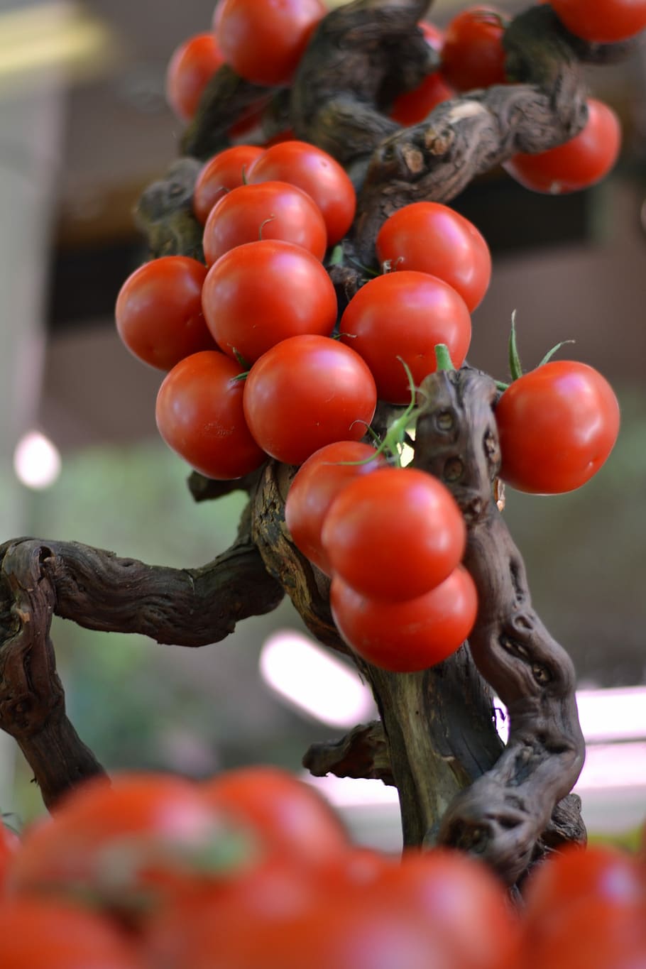 Vegetable, Food, Tomatoes, red, food and drink, close-up, no people HD wallpaper
