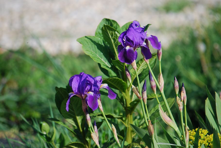 flower, iris, violet, nature, purple, garden, macro, plant HD wallpaper