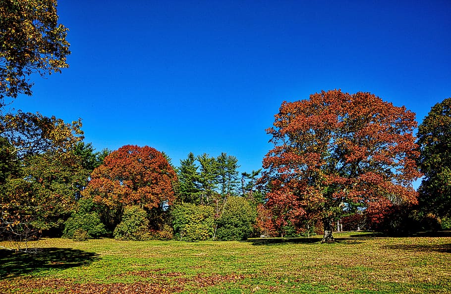 planting fields, tree, fall, nature, landscape, leaf, autumn HD wallpaper