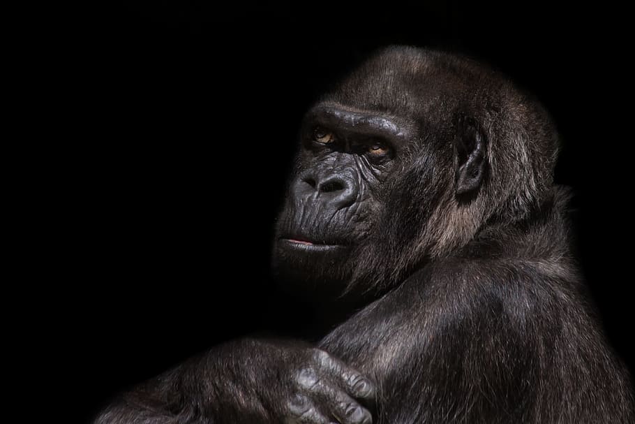 black Gorilla photography with black background, silverback, monkey