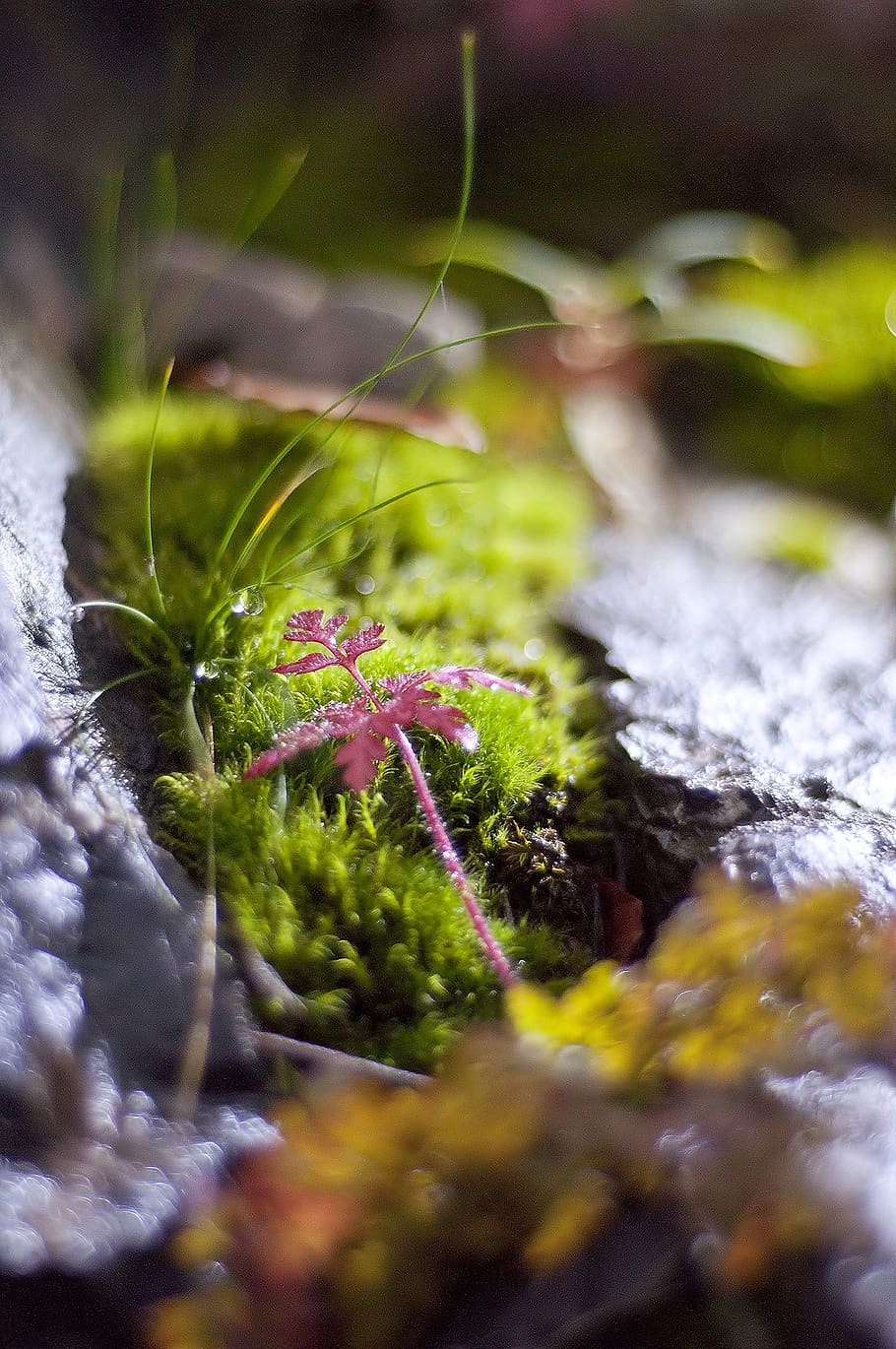 nature, moss, green, macro, light, selective focus, plant, growth HD wallpaper