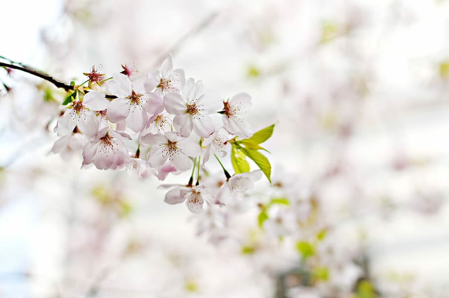 white-and-pink tree flowers macro shot, tilt shift lens photography of white flowers HD wallpaper