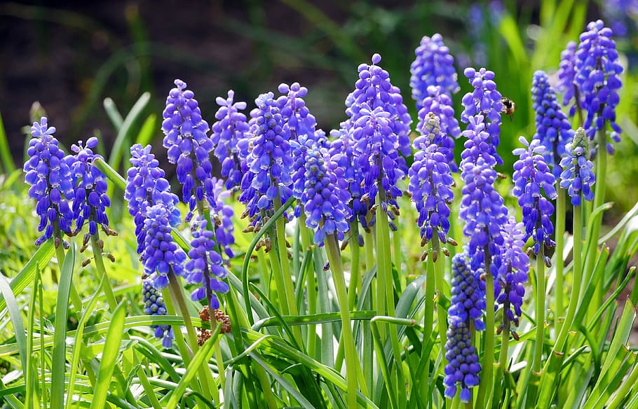 grape hyacinth, blue, spring, spring garden, nature, flower HD wallpaper