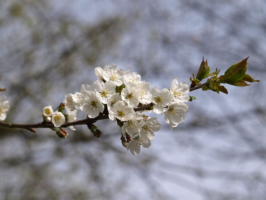 blossom, bloom, spring, branch, plant, fragility, flowering plant HD wallpaper