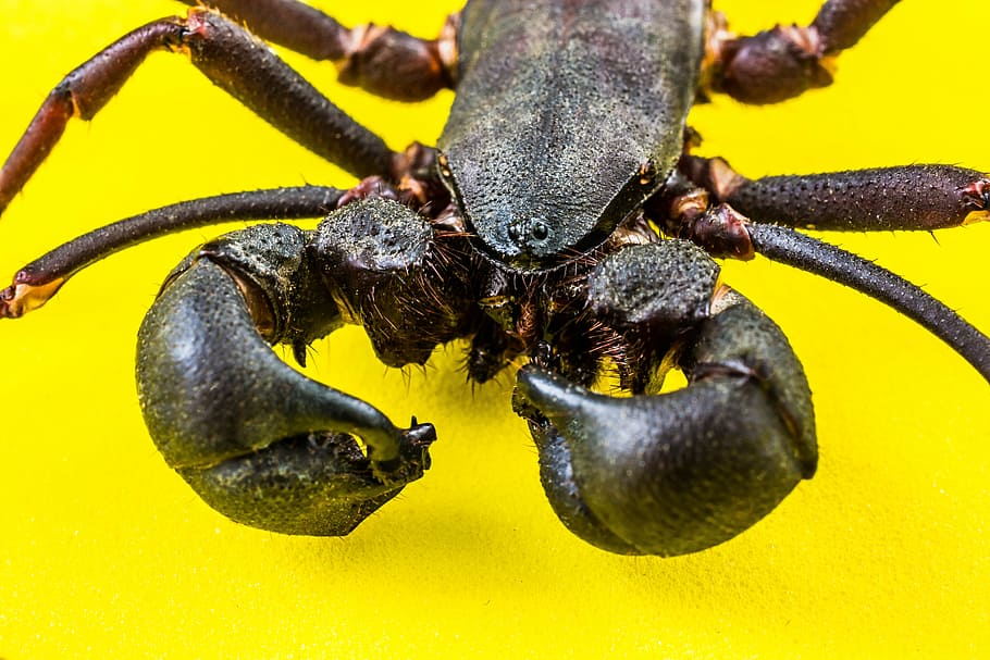 insect, unknown insect, close, one animal, animal wildlife HD wallpaper