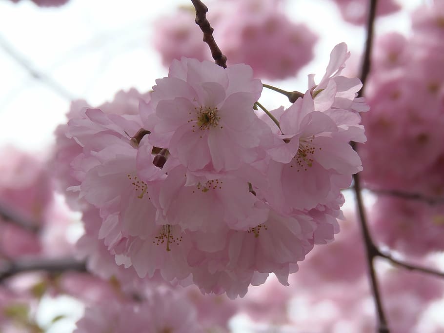 sakura, pink, cherry, blossom, spring, nature, flower, season HD wallpaper