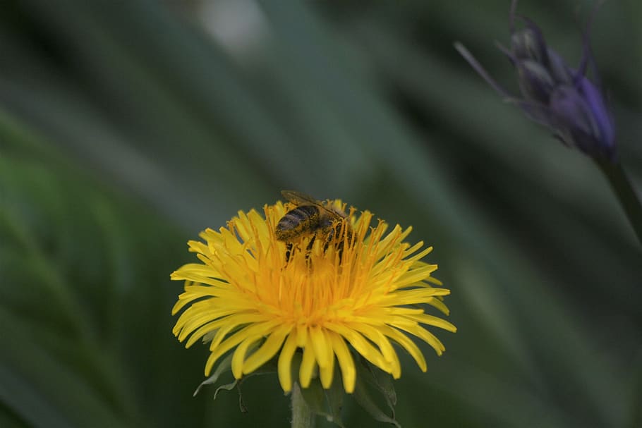 bee, pollination, nectar, macro, flowering plant, insect, invertebrate HD wallpaper