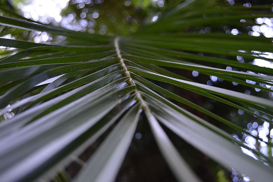 nature, leaf, outdoors, tree, flora, growth, environment, lush HD wallpaper