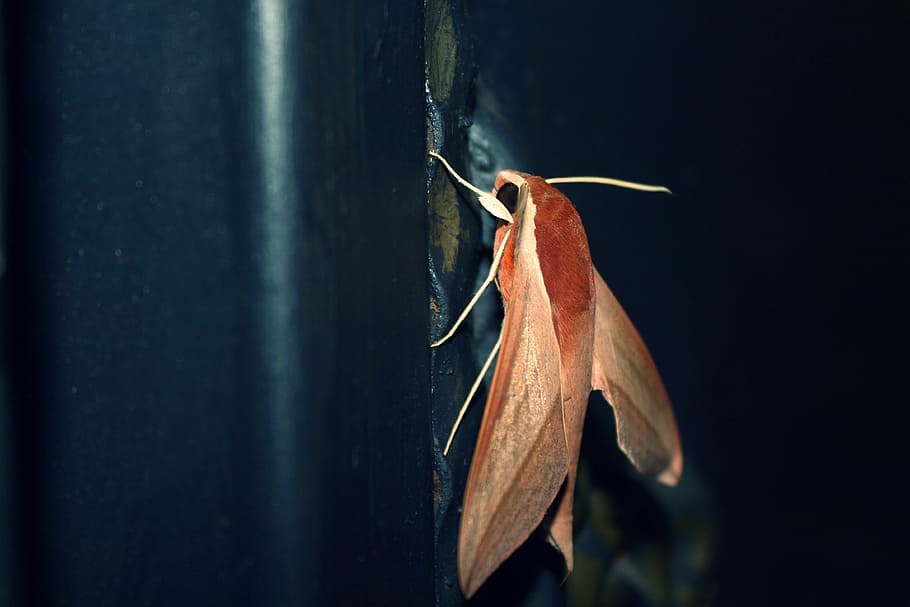 butterfly, beautiful, pattern, close-up, no people, one animal HD wallpaper