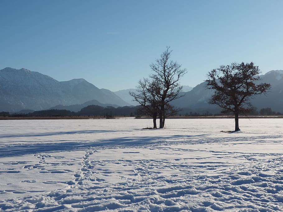Winter, Snow, Trees, cold temperature, frozen, mountain, nature HD wallpaper