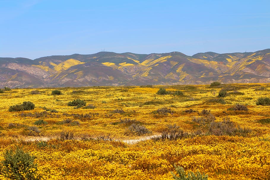 Carrizo Plain, Spring, superbloom, california, nature, wildflowers, HD wallpaper