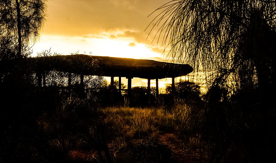 dawn, bush, australia, plant, tree, sky, sunset, silhouette HD wallpaper