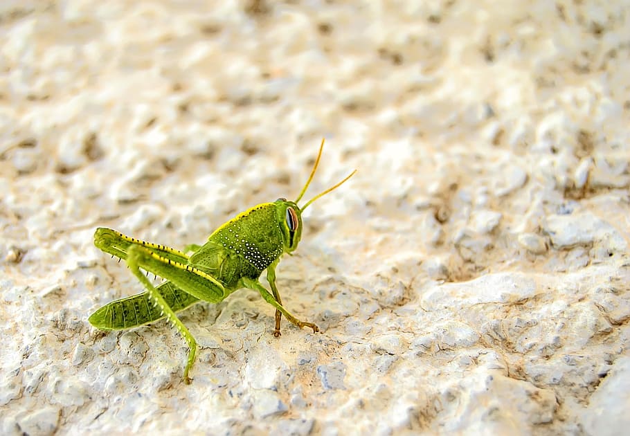 nature, macro, animal, insect, invertebrate, small, green grasshopper HD wallpaper