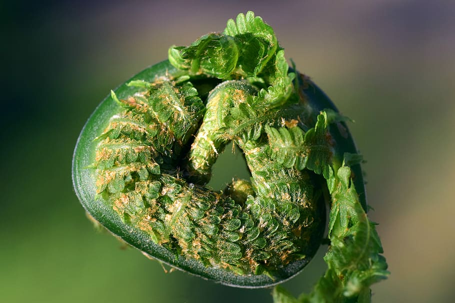 fern, rolled, spring, green, open, filigree, fine, macro, awakening HD wallpaper