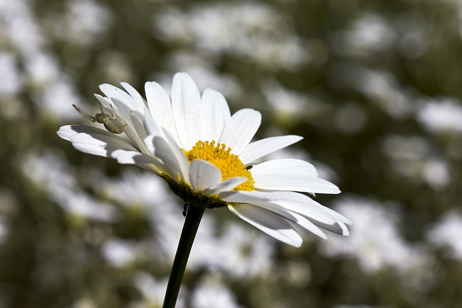 flower, daisy, summer, flowering plant, freshness, fragility HD wallpaper