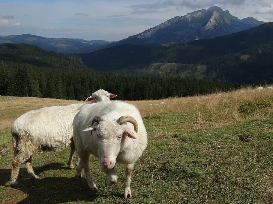 nature, meadow, grass, sheep, ram, mountains, tatry, pasture land HD wallpaper