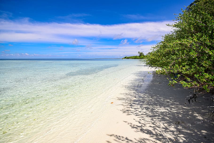 sea, nature, sky, beach, clouds, daylight, forest, idyllic, ocean HD wallpaper