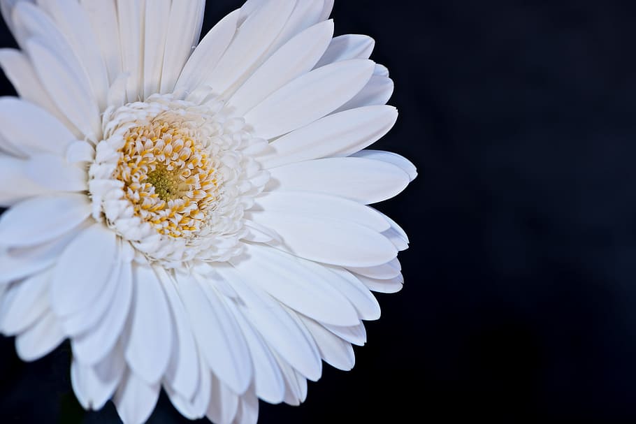 Gerbera, Flower, Blossom, Bloom, Petals, white, white flower HD wallpaper