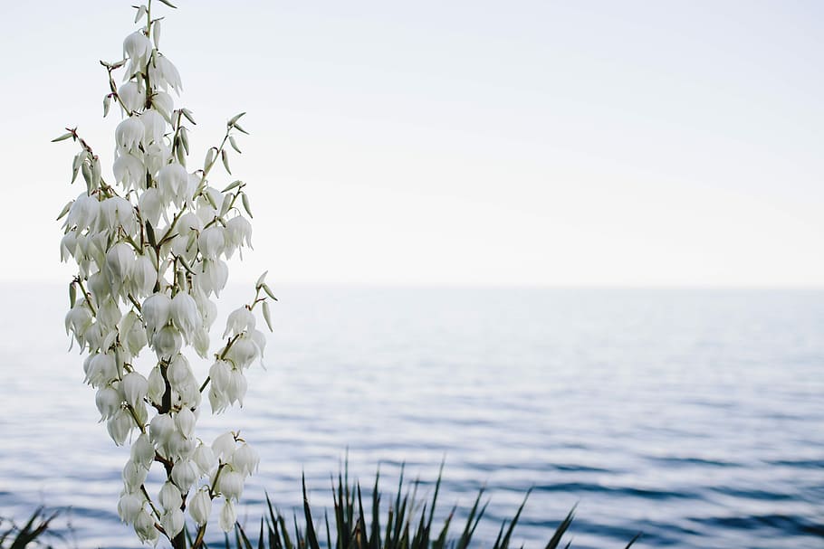 Bushes of the blossoming yucca, summer, flowers, flora, white, HD wallpaper